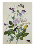 Galica Rose and Perennial Sweet Pea, Weevil, a Beetle and Butterflies