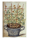 Buy Nasturtium; Indian Cress Scrambling over a Trellis in a Blue and White Pot.  from 'Camerarius... at AllPosters.com