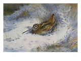 Buy A Snipe in the Snow at AllPosters.com