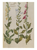 Buy Foxgloves. from 'Camerarius Florilegium' at AllPosters.com