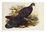 Grey Peacock Pheasant (Polyplectron Chinquis)