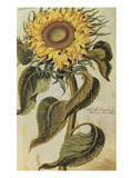 Buy Sunflower. from 'Camerarius Florilegium' at AllPosters.com