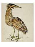 A Bittern