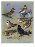 Buy Larks at AllPosters.com