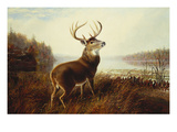 A Stag by a Lake