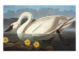 Common American Swan. Whistling Swan (Olor Colombianus), from 'The Birds of America'