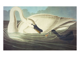 Trumpeter Swan (Olor Buccinator), Plate Ccccvi, from
