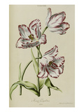 Buy Tulip, from 'Hortus Nitidissimis Omnem Per Annum Superbiens Floribus' at AllPosters.com