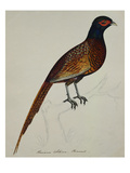 A Pheasant (Phasianus Colchicus)