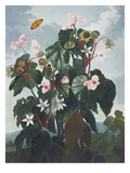 Buy Oblique Leaved Begonia.   from 'New Illustrations of the Sexual System of C at AllPosters.com