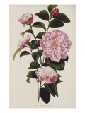 Buy Camellia.  from 'The Botanical Cabinet, Consisting of Coloured Delineations of Plants from All... at AllPosters.com