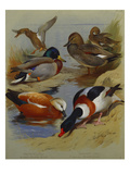 Mallard, Gadwell, Ruddy Shelduck, Common Shelduck