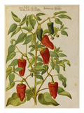 Buy Indian Pepper. from 'Camerarius Florilegium' at AllPosters.com