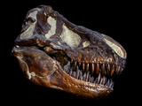 Buy A Genuine Fossilized Skull of a T. Rex at AllPosters.com
