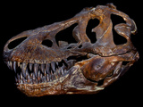 Buy A Genuine Fossilized Skull of a T. Rex at AllPosters.com