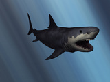Buy A Megalodon Shark from the Cenozoic Era at AllPosters.com