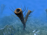 Buy A Species of Pirania, a Primitive Sponge That Populated the Ocean Floors 505 Million Years Ago at AllPosters.com