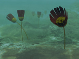 Buy Species of the Genus Dinomischus Populate the Ocean Floor 505 Million Years Ago at AllPosters.com