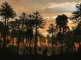Buy A Forest of Cordaites and Araucaria Silhouetted Against a Colorful Sunset at AllPosters.com