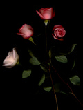 Four Red Roses Against a Black Background