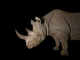 Buy A Female Eastern Black Rhino, Diceros Bicornis Michaeli, Named Imara at AllPosters.com