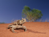 Moloch or Thorny Devil (Moloch Horridus) Portrait, Uluru-Kata Tjuta National Park, Australia