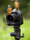 Adult Common Kingfisher Couple, Alcedo Atthis, on a Camera