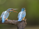 Female Squawks at Male Common Kingfisher, Alcedo Atthis