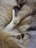 A Siberian Husky Sled Dog with Thick Fur Asleep on the Snow and Ice