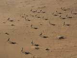 Gemsbok, Oryx Gazella, in a Desert Landscape