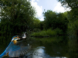 Adult Male Common Kingfisher, Alcedo Atthis, with an Amur Bitterling