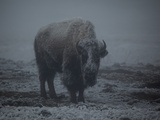 Buy A Bison Standing in a Snowstorm in Yellowstone National Park at AllPosters.com