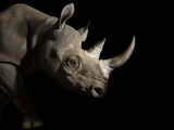 Buy A Female Eastern Black Rhino, Diceros Bicornis Michaeli, Named Imara at AllPosters.com