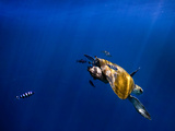 A Sea Turtle Offers Some Protection to Small Fish in the Open Ocean