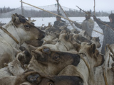 Komi Reindeer Herders Hold Up Temporary Pen Against Crush of Animals