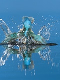 An Adult Male Common Kingfisher, Alcedo Atthis, Dives into the Water