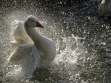 Buy A Duck Splashes in the Water of Lake Banyoles at AllPosters.com