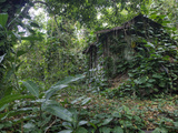An Abandoned Taro Farmer's Shack in a Lush Rain Forest on Molokai