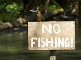 Adult Male Common Kingfisher, Alcedo Atthis, Holds a Topmouth Gudgeon