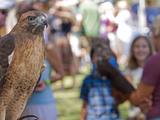 The Ojai Raptor Center Education Ambassador, a Red-Tailed Hawk