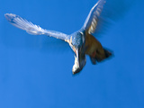 Adult Female Common Kingfisher, Alcedo Atthis, and a Fish in Her Beak