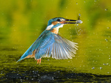 An Adult Male Common Kingfisher, Alcedo Atthis, with a Common Roach