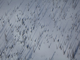Buy Bare Trees in Deep Snow in Yellowstone National Park at AllPosters.com