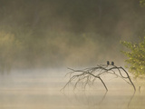 Juvenile Common Kingfishers, Alcedo Atthis, Perching on a Dry Branch