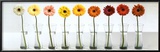 Gerbera Spectrum