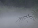 Adult Common Kingfisher, Alcedo Atthis, Perches Early Morning in Fog