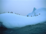 Chinstrap Penguin (Pygoscelis Antarctica) Group on Eroded Iceberg, Scotia Sea, Antarctica
