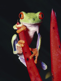 Red-Eyed Tree Frog (Agalychnis Callidryas) on (Heliconia Mathiasii) Rainforest, Costa Rica