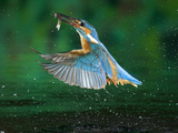 Adult Male Common Kingfisher, Alcedo Atthis, with a Topmouth Gudgeon