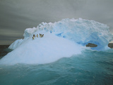 Adelie Penguin (Pygoscelis Adeliae) Riding Sculpted Iceberg, Terre Adelie Land, East Antarctica